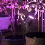 PHILIPS Kit di 3 punti collegati HW e CA Lily 8W - Antracite - immagine 4