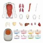Canal Toys - So Science - Corpo umano interattivo 3D con organi rimovibili e quiz educativo - COS 005 - immagine 2