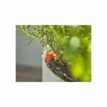 Kit di avviamento per balcone - fino a 15 piante - 13401-20 - immagine 4