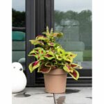Water reserve pot - GARDEN ID Glamour - Taupe 40 cm - Grainy surface - Indoor/outdoor - Sleek design - Contains wood. - Image 3
