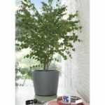 Flower pot - DEROMA - Millennium R - Ashgrey - Self-watering - Casters - 59 cm - Image 3