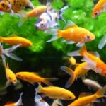 Aquarium Magnet Window Cleaner - AIMÉ - 10cm - Image 3