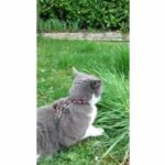 Harness and Leash Kit - AIMÉ - Reflective Red for Cats - Image 4