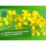 Green Fertilizers - BHS - White Mustard 500g | 100 m² | Improves and disinfects soils for better fertility. - Image 4