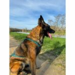 Dog traction harness - OLYMPIA - L - X-back type - Blue - Image 4