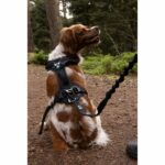 Dog harness - SYMBIOZ - XS - Black / Blue - Image 6