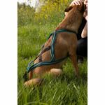 Dog traction harness - OLYMPIA - XL - X-back type - Blue - Image 3