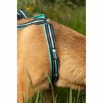 Dog traction harness - OLYMPIA - XS - X-back type - Blue - Image 3