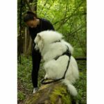 Dog harness - SYMBIOZ - S - Black / Blue - Image 5