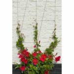 Metallic trellis Nature 6040760 - For climbing plants - Image 3