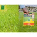 Lawn - BHS - Rustic Lawn 20kg, for traditional gardens and all types of soil. Dense, attractive, fast-growing, and durable. - Image 4