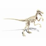 CLEMENTONI Science & Game - Archéo Ludic Vélociraptor - Scientific game - Image 3