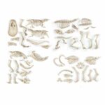 CLEMENTONI Archéo Ludic - Prey and Predators - Science & Game - Image 5