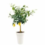 EDA TOSCANE Vase TO TOCANE - Ø 46 x H 65 cm - 67 L - White - Image 2