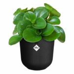 Flower pot - Elho - Jazz Round - Black - Ø 26 x H 24 cm - Indoor - 100% recycled - Image 4