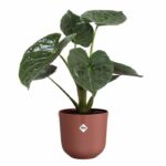 Flower pot - Elho - Jazz Round - Red - L 30 x W 29.5 x H 27 cm - Indoor - 100% recycled - Image 6