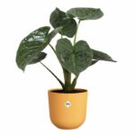 Flower pot - Elho - Jazz Round - Yellow - L 35 x W 34.5 x H 32 cm - Indoor - 100% recycled - Image 5