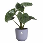 Flower pot - Elho - Jazz Round - Purple - L 35 x W 34.5 x H 32 cm - Indoor - 100% recycled - Image 6