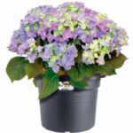 Green basics round flower pot - Plastic - Ø45 - Soft terracotta - Image 3