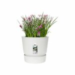 Elho Round Flower Pot Greenville 25 - Outdoor - Ø 24.48 x H 23.31 cm - White - Image 4