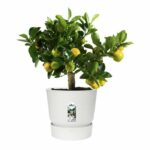 Elho Round Flower Pot Greenville 30 - Exterior - Ø 29.5 x H 27.8 cm - White - Image 5