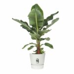 ELHO Greenville 40 round flowerpot - Outdoor - Ø 39 x H 36.8 cm - White - Image 5