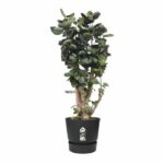 ELHO Greenville 47 round flowerpot - Outdoor - Ø 47 x H 44.1 cm - Black living - Image 5