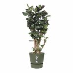 ELHO Round plant pot Greenville 40 - Outdoor - Ø 39 x H 36.8 cm - Leaf green - Image 5