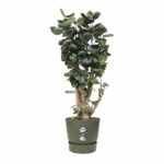 ELHO Greenville 47 round flowerpot - Outside - Ø 47 x H 44.1 cm - Leaf green - Image 5