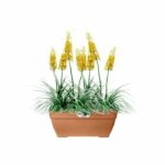 Elho Vibia Campana Terrasse 80 flower box - Brown - L 77 x B 35 x H 33 cm - outdoor - 100% recycled - Image 2