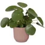 Round flower pot vibes - plastic - Ø25 - powder pink - Image 3