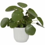 Round flower pot vibes - Plastic - Ø25 - White - Image 3