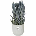Round flower pot vibes - Plastic - Ø25 - White - Image 4