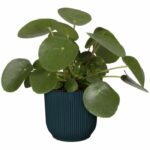 Vibes round flower pot - Plastic - Ø25 - Dark blue - Image 3