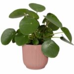 Round flower pot vibes - Plastic - Ø30 - Dark blue - Image 3