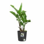 ELHO - Flowerpot - Greensense Aqua Care Round 30 - Charcoal Gray - Indoor/outdoor - Ø 29.5 x H 29.1 cm - Image 3