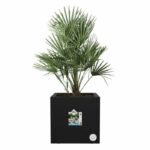 Elho Vivo Next Square 30 Flower box - Black - Ø 30 x H 29 cm - indoor/outdoor - 100% recycled - Image 2