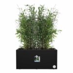 Elho Vivo Next Long 60 Flower box - Black - L 59 x B 30 x H 29 cm - indoor/outdoor - 100% recycled - Image 3