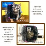 Transport basket for cats and small dogs JET 10 - Plastic - FERPLAST - Image 3