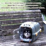 Transport basket for cats and small dogs JET 10 - Plastic - FERPLAST - Image 4
