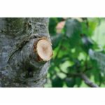 Gardena cutting branches with an anvil Smartcut Comfort-Autovisor blade-Cup Ø45mm Max-Anti adhesion-25 years warranty (8773-20) - Image 3