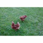Kerbl protective net - 60 mm mesh - 10 x 5 m - black - for poultry - Image 2