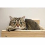 Wall-mounted cat hammock - KERBL - TIMBER - 38 x 33.5 x 16 cm - Solid wood - Plush fabric - Image 4