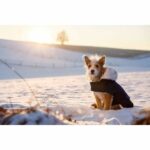 Warm dog coat - KERBL - TEDDY - 48 cm - Blue - Image 3