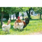 Poultry net - KERBL - 25 m - 106 cm - Double point - Green - Image 2