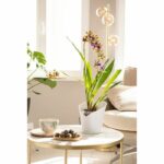 LECHUZA Planter ORCHIDEA ALL-IN-ONE Matt white - Image 3