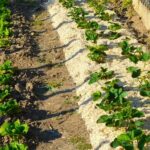 Naturen UAB 100L hemp straw - Protects the vegetable garden and enriches the ground - Image 3