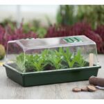 Mini greenhouse terrine and ventilated lid 37x24x18 xm - Image 2