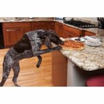 PETSAFE Mini barrier Pawz Away - 7 x 18 cm - Gray and white - For cats and dogs - Image 4