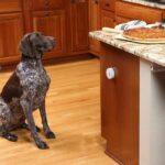 PETSAFE Mini barrier Pawz Away - 7 x 18 cm - Gray and white - For cats and dogs - Image 5